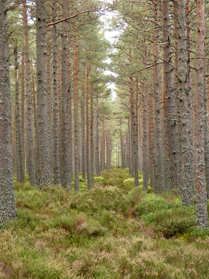 Serene Pine Forest Path through the Scottish Highlands 