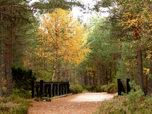 Forest Bridge through the Scottish Highlands