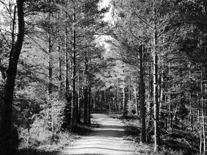 Black and White Nature in the Scottish Highlands