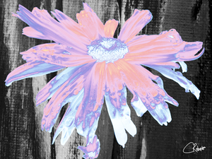 pink Heatwave daises on  dark abstract monochrome