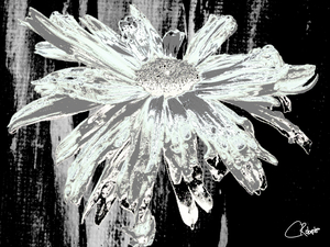  Paler Mint Distressed Daisy Flower on a Dark Abstract Background