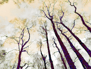 Peachy Birch Trees Perspective