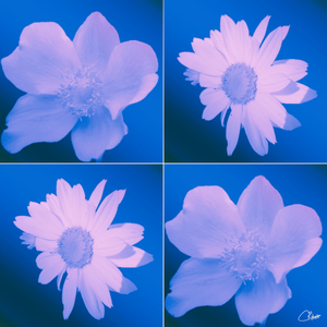 Japanese Anemones and White Daises on a Blue Background