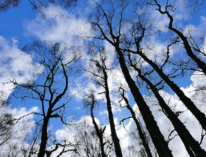 Birch Tree Perspective Scottish Highlands In Intelligent Art