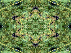 Inverted Pine Tree from Below