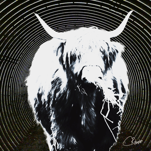 Monochrome Highland Cow Standing in Tunnel