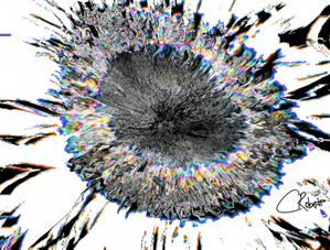 Rainbow Smeared Sunflower in Monochrome