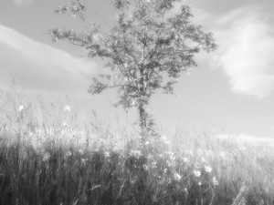 Rowan Tree in Glossy Monochrome in the Scottish Highlands