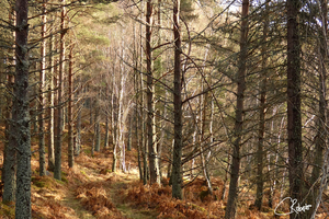  Winters Golden Nature Trail