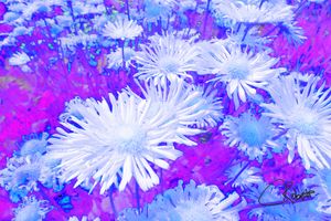 Summer Inverted Yellow Daises 