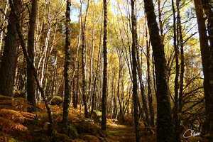 Autumnal Forest Walk in the Scottish Highlands