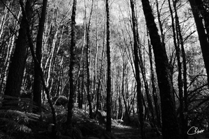  NATURE PATH IN BLACK AND WHITE