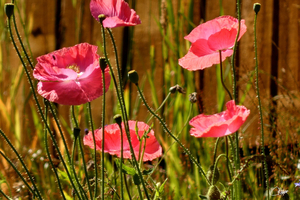 Poppies of the Scottish Highlands