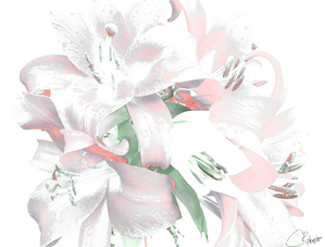 Subtle Poster Lilies