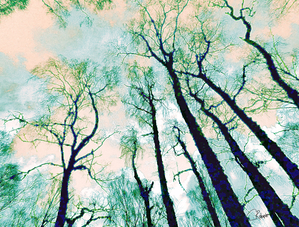 Turquoise Winter Birch Trees Perspective