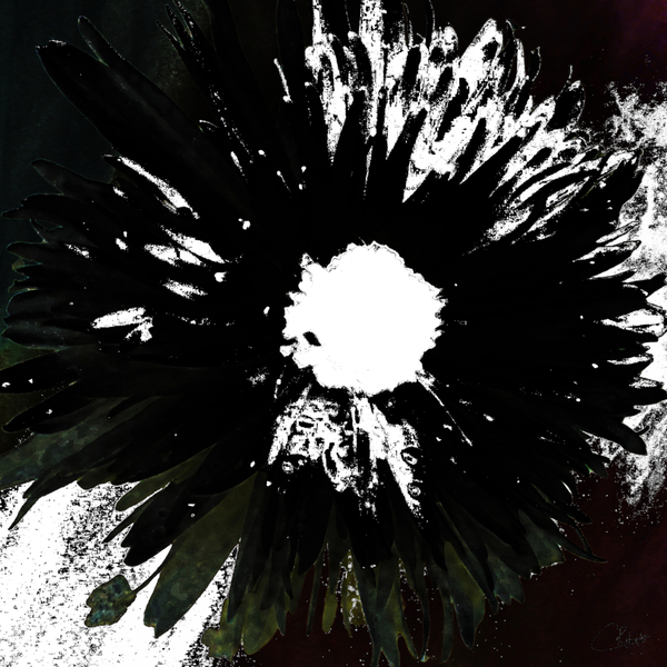 Dark Distressed Black and White Daisy on a Dark Distressed Background Print