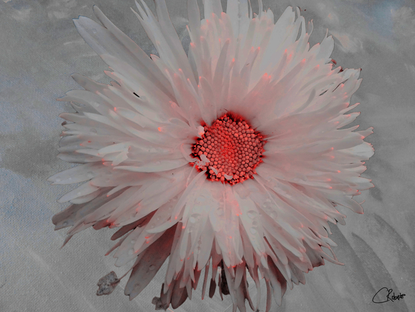 Pink Abstract Daisy Flower Centre on a Grey Abstract Background Print