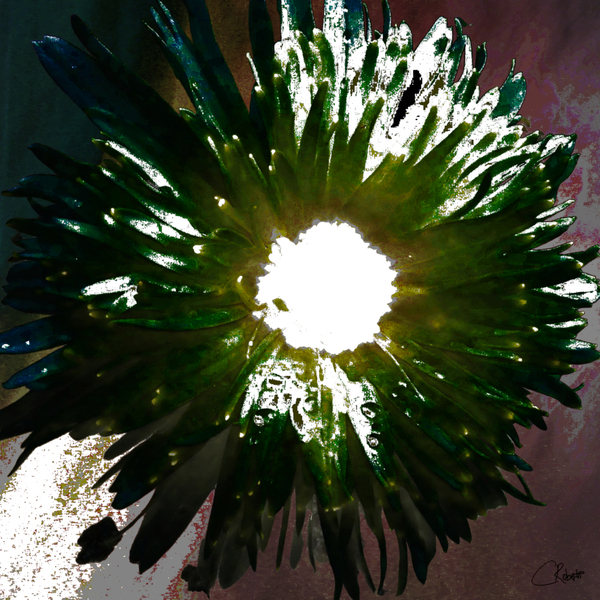 Daisy Light Centre on Darker Abstract Background Print