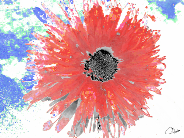 Abstract Red Daisy Flower on a Coloured Abstract Background Print