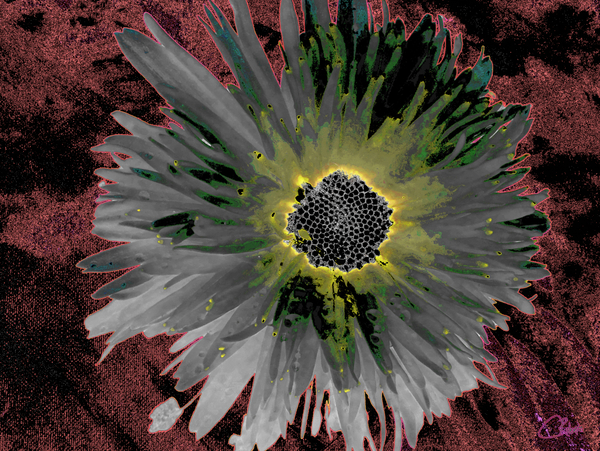 Abstract Silver and Green Distressed Daisy Flower on a Dark Abstract Background Print