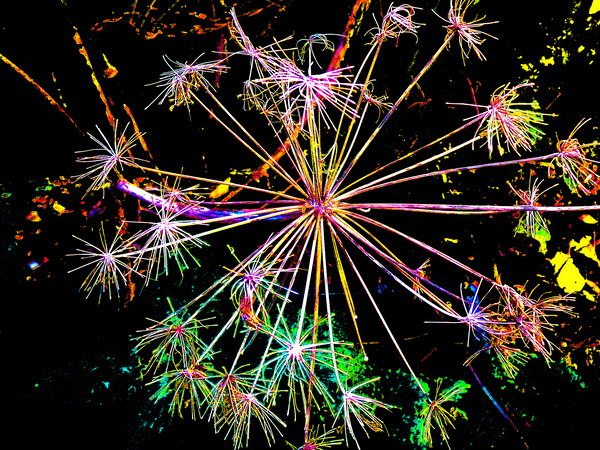  Abstract Colourful Angelica in the Evening Print