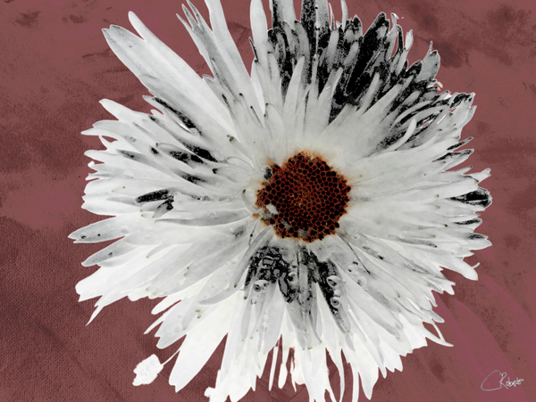  Light Distressed Daisy Flower with Dark Centre on an Abstract Background Print