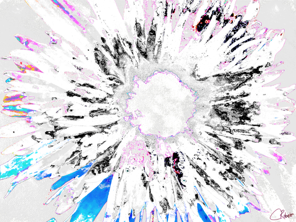 Paler Colour Splash Daisy Print