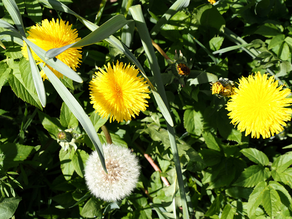  Dandelions Life in the Scottish Highlands                                                                                                                     Print