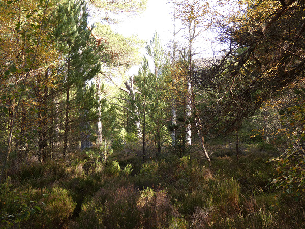 Summer Highlands Summer Forest Print