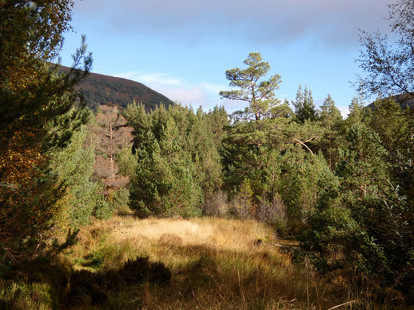 Scottish Highlands Forest View Print