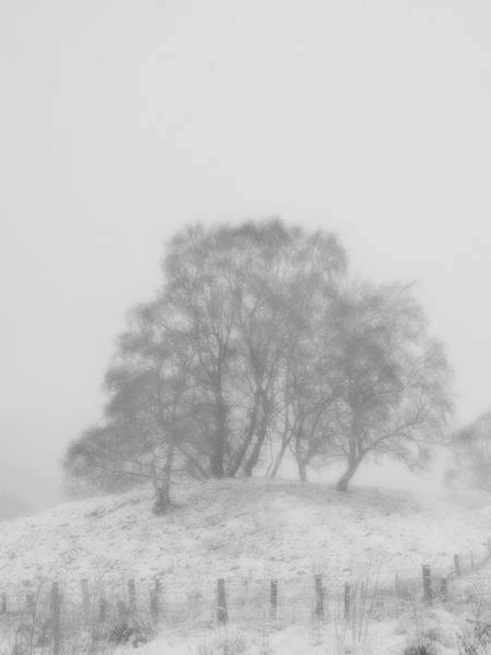 Birch Tree Winter White Out in the Scottish Highl Print