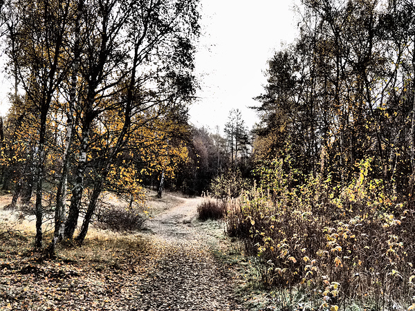  Scottish Highlands Autumnal Nature Trail                                                                                                                     Print