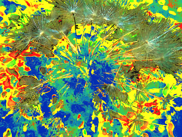 Abstract Colourful Dandelion Seeds  Print