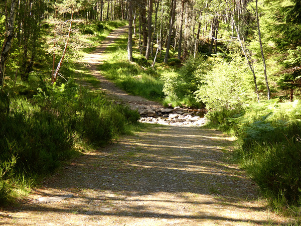 Summer Nature Path in the Scottish Highlands  Print