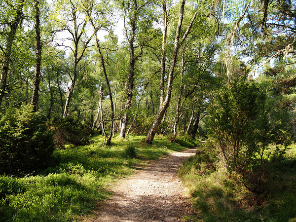 Scottish Highlands Springs Trail                                                                                         Print