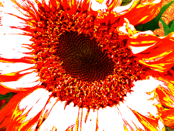 Abstract Vibrant Red Sunflower Print