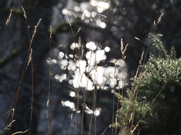  Tranquil Bokeh in the Scottish Highlands                                                                                                                      Print