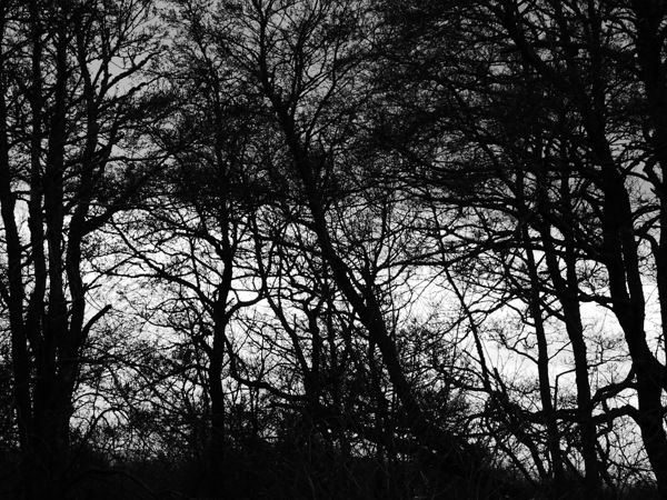 Winters Black and White Trees in the Scottish Highlands Print