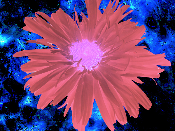 Abstract Red Daisy Print