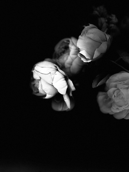 Portrait of Plants- Delicate Roses in Black and White Print