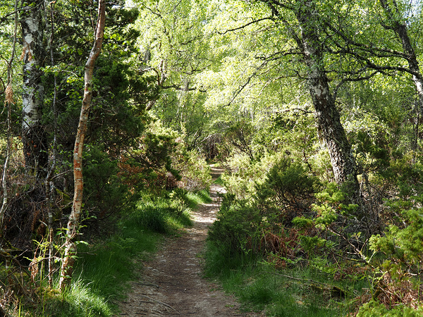 Scottish Highlands Forest Spring Song                                                                                                 Print