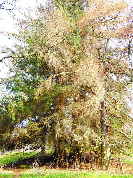 Scottish Highlands Spring Pines                                                                                                                      Print