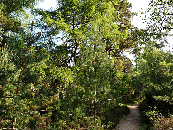  Springs Song in the Scottish Highlands                                                                                                                      Print