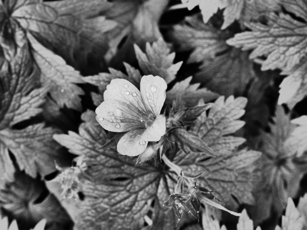 Monochrome Dew Kissed Geranium   Print