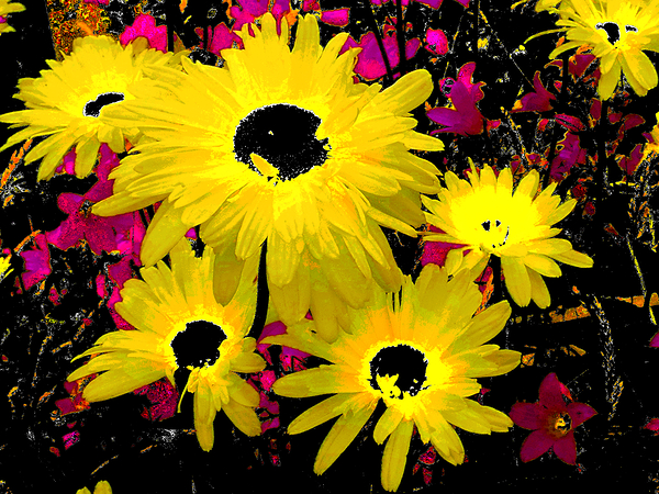 Abstract Contrasting Vibrant Daises  Print