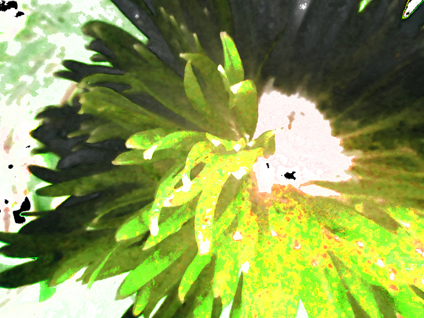 Abstract Vibrant Green Daisy Print