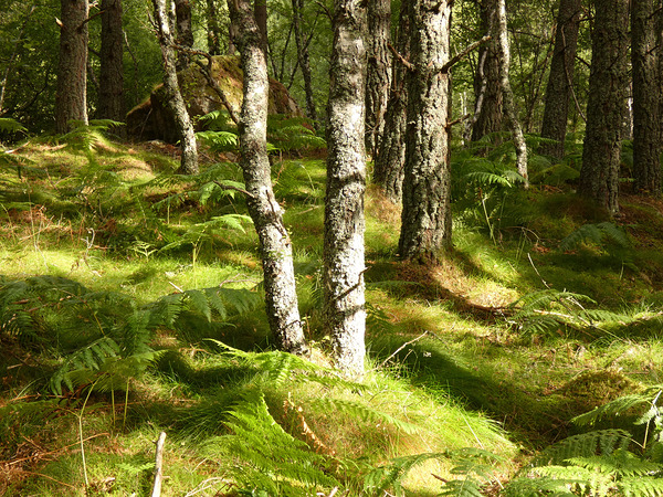 Scottish Highlands Summer Ferns Print