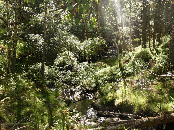 Summer Light in the Scottish Highlands Print