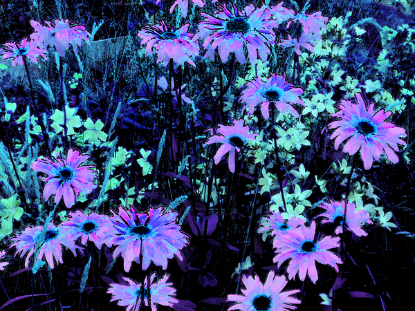 Impressionistic Vibrant Multitude of Daises Print