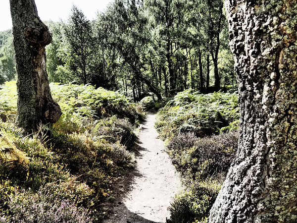  Scottish Highlands Path through the Woodland                                                                                                                     Print